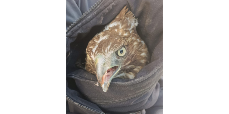 Rescata URFST aguililla asegurada por policías en El Zapote del Valle