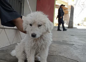 Policías de Tlaquepaque rescatan a cachorro maltratado y detienen a su agresor