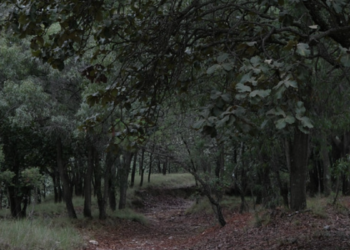Celebra Bosque La Primavera 45 años como Área Natural Protegida