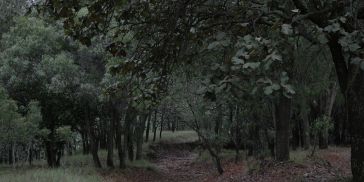 Celebra Bosque La Primavera 45 años como Área Natural Protegida