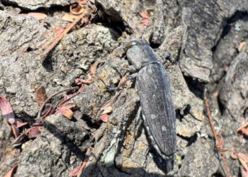 Verifica Gobierno de Tlajomulco afectación a flora y fauna tras incendios en Cerro Viejo y bosque de La Primavera