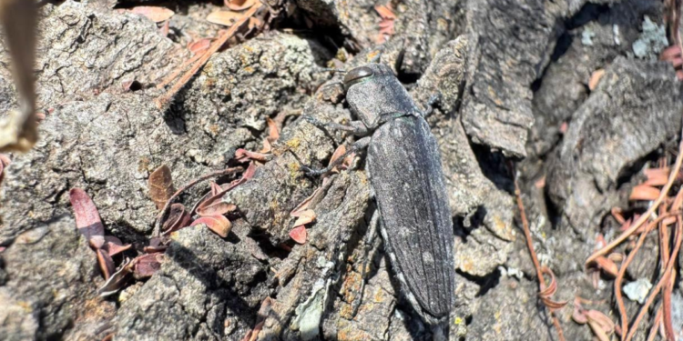 Verifica Gobierno de Tlajomulco afectación a flora y fauna tras incendios en Cerro Viejo y bosque de La Primavera