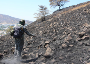 Realiza Gobierno de Tlajomulco primera visita para verificar afectación a flora y fauna tras sofocar incendio en el bosque de La Primavera