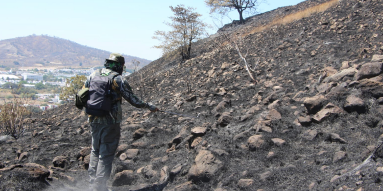 Realiza Gobierno de Tlajomulco primera visita para verificar afectación a flora y fauna tras sofocar incendio en el bosque de La Primavera