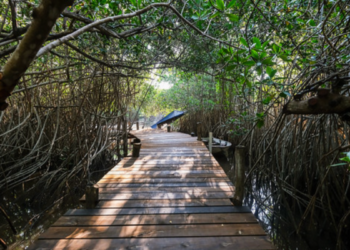 Cumple Estero El Salado cinco años como Parque Estatal
