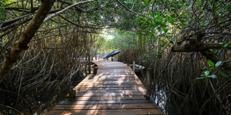 Cumple Estero El Salado cinco años como Parque Estatal