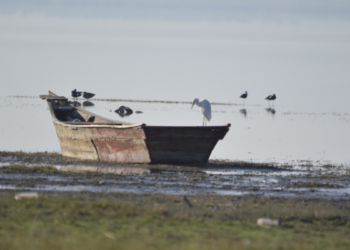 Refuerza Semadet acciones para proteger biodiversidad de los 13 humedales de Jalisco