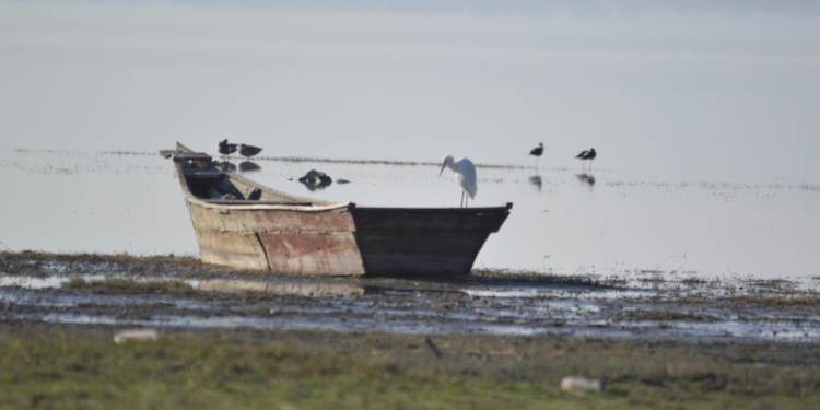 Refuerza Semadet acciones para proteger biodiversidad de los 13 humedales de Jalisco