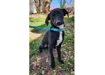 Gobierno de Tlaquepaque promueve la adopción de lomitos