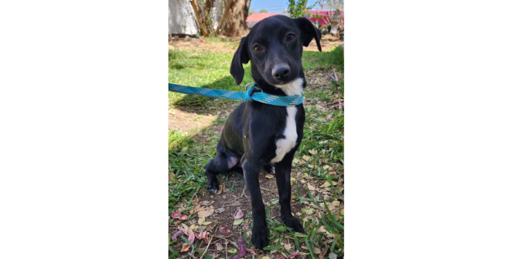 Gobierno de Tlaquepaque promueve la adopción de lomitos