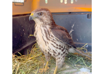 Reintegra URFST aguililla gris juvenil a la vida libre