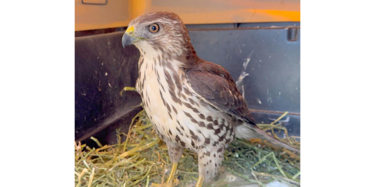 Reintegra URFST aguililla gris juvenil a la vida libre