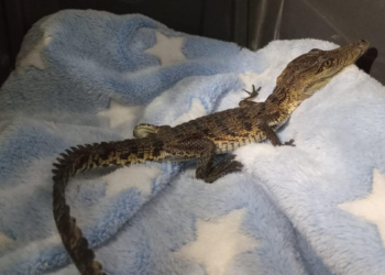 Resguarda Gobierno de Tlajomulco cría de cocodrilo localizado en Guadalajara