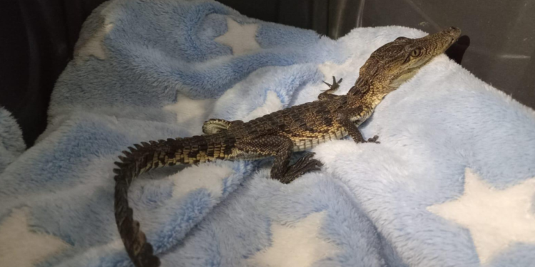 Resguarda Gobierno de Tlajomulco cría de cocodrilo localizado en Guadalajara