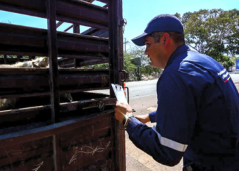 Promueve Gobierno de Jalisco campaña para oportuna detección del gusano barrenador del ganado