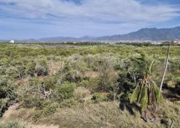 Designan equipo de especialistas para reactivación del Parque Estatal Estero El Salado, en Puerto Vallarta