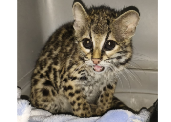 Atiende Gobierno de Tlajomulco a tigrillo proveniente de Manzanillo, Colima