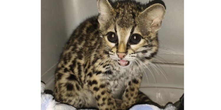 Atiende Gobierno de Tlajomulco a tigrillo proveniente de Manzanillo, Colima