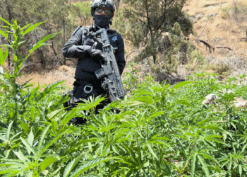 Aseguran diez hectáreas y destruyen más de 700 mil plantas de aparente marihuana en Altos Norte