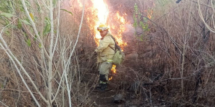 Bomberos y brigadistas de Tlajo extinguieron incendio en el Cerro de Totoltepec