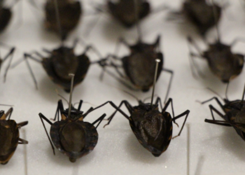 Llama Secretaría de Salud Jalisco a prevenir y detectar a tiempo la enfermedad de Chagas