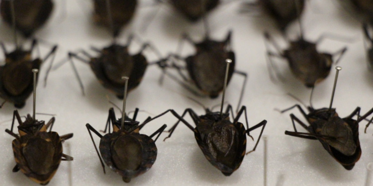 Llama Secretaría de Salud Jalisco a prevenir y detectar a tiempo la enfermedad de Chagas