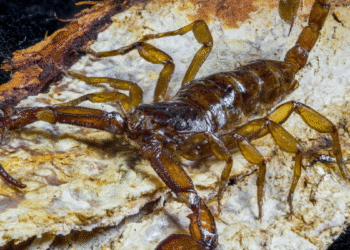 Llama Salud Jalisco a prevenir y atender picaduras de alacrán