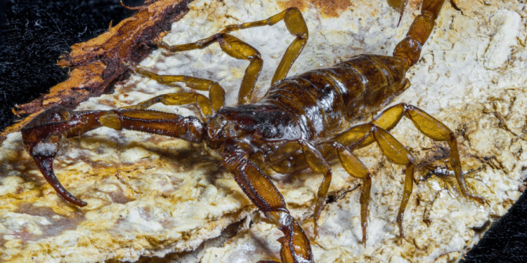 Llama Salud Jalisco a prevenir y atender picaduras de alacrán