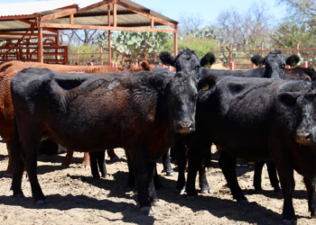 Unen esfuerzos Estado y Federación en simulacro para prevenir la propagación del Gusano Barrenador del Ganado