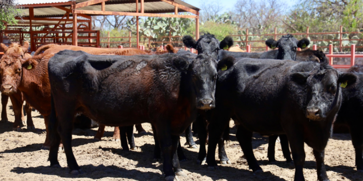 Unen esfuerzos Estado y Federación en simulacro para prevenir la propagación del Gusano Barrenador del Ganado