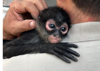 Rescatan a mono araña en la colonia Lomas de San Miguel