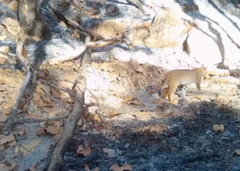 Da resultados positivos oasis instalado por el Gobierno de Tlajomulco en La Primavera