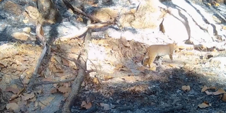 Da resultados positivos oasis instalado por el Gobierno de Tlajomulco en La Primavera