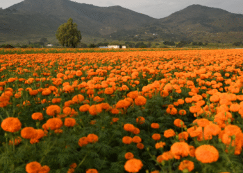 Tlajomulco florece con tradición y orgullo