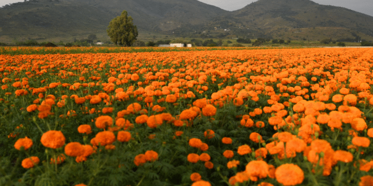 Tlajomulco florece con tradición y orgullo