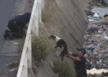Bomberos de Tlajomulco rescataron un perrito que cayó en un canal de aguas pluviales en Chulavista