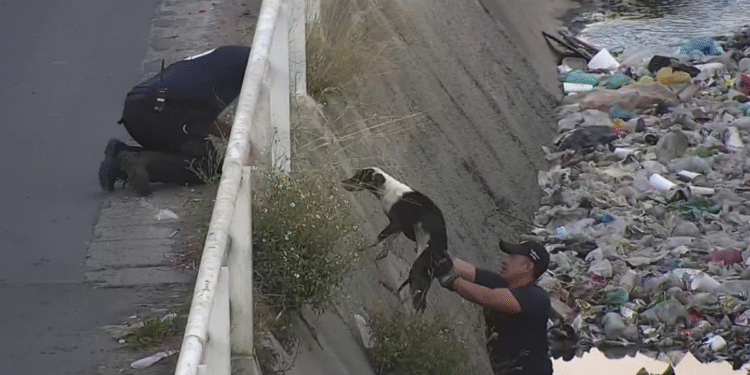 Bomberos de Tlajomulco rescataron un perrito que cayó en un canal de aguas pluviales en Chulavista