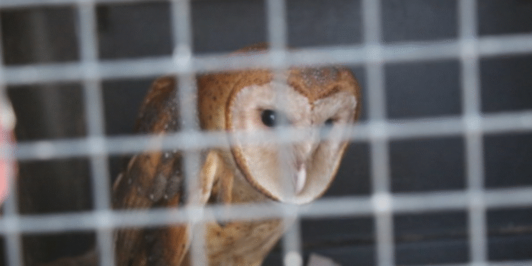 Gobierno de Tlajomulco reintegra a vida libre a lechuza rescatada en Zacoalco de Torres