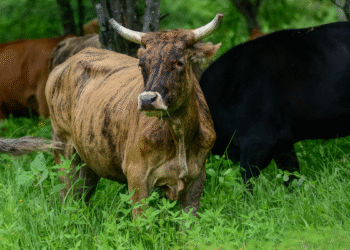 Impulsa SADER Jalisco reconversión de mil parcelas de agave a praderas para ganado