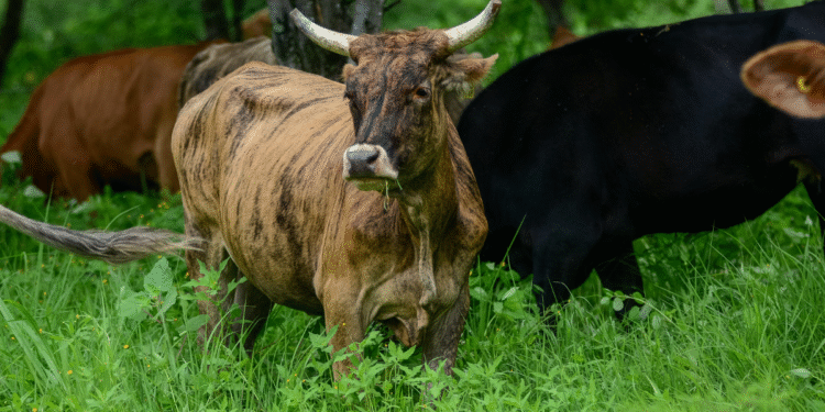 Impulsa SADER Jalisco reconversión de mil parcelas de agave a praderas para ganado