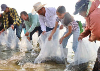 Impulsa SADER Jalisco reactivación económica en Teuchitlán con siembra de tilapia en la Presa de la Vega
