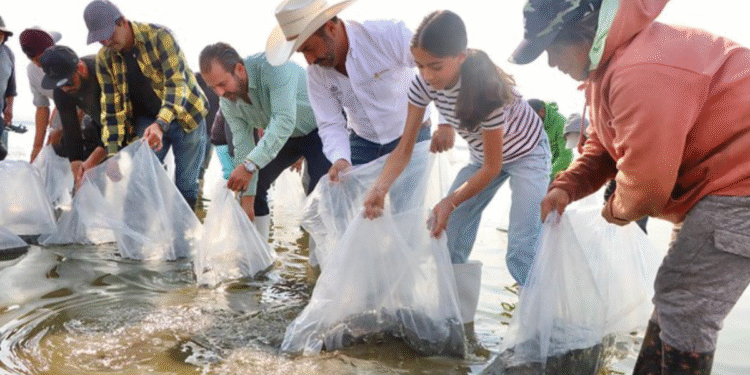 Impulsa SADER Jalisco reactivación económica en Teuchitlán con siembra de tilapia en la Presa de la Vega