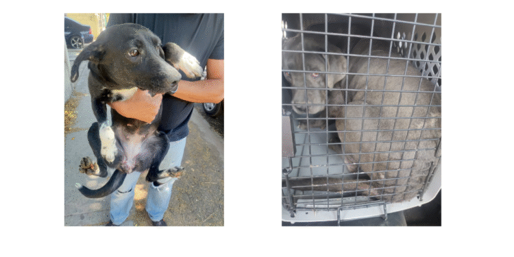 Rescatan policías de Tlajomulco a 20 perritos en malas condiciones en Hacienda Santa Fe