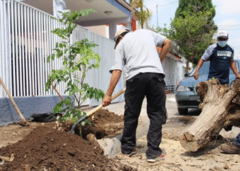 Retira Gobierno de Tlaquepaque 271 árboles en riesgo o secos