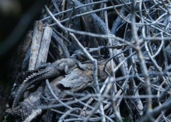 Impulsa Semadet acciones para generar conciencia sobre la relación entre seres humanos y cocodrilos en Puerto Vallarta