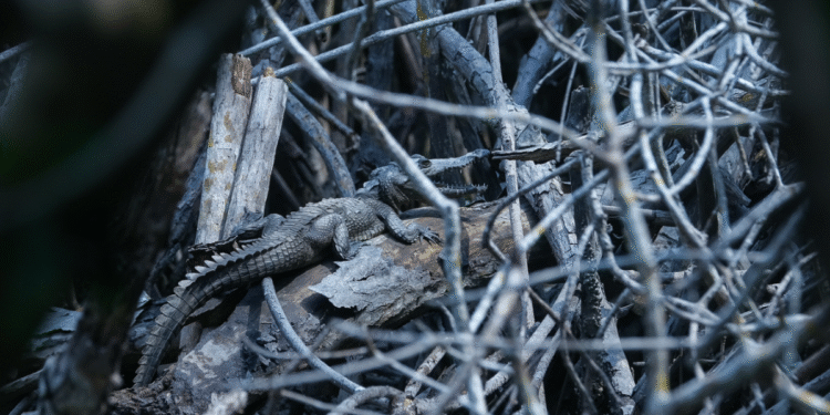 Impulsa Semadet acciones para generar conciencia sobre la relación entre seres humanos y cocodrilos en Puerto Vallarta