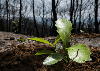 Recibe Bosque La Primavera 56 solicitudes para participar en Jornada de Reforestación 2025