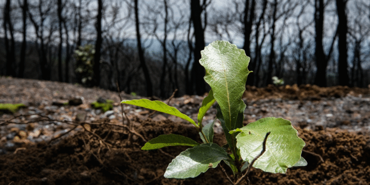 Recibe Bosque La Primavera 56 solicitudes para participar en Jornada de Reforestación 2025
