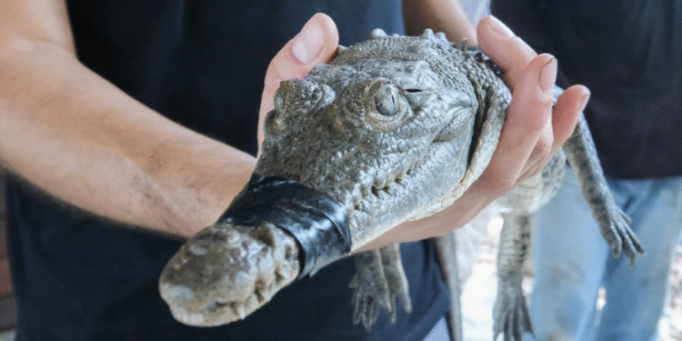 Impulsan educación ambiental en el Parque Estatal Estero El Salado con reforestación y charla sobre cocodrilos