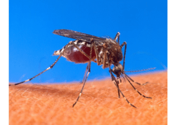 Gobierno de Tlaquepaque emite recomendaciones para hacer frente al dengue